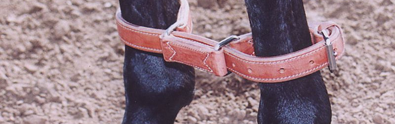 Custom Cowboy Shop - Horse Hobbles