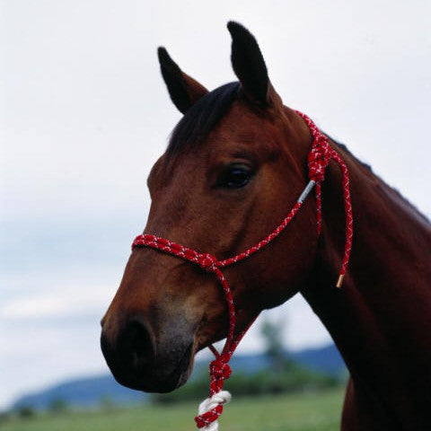 Custom Cowboy Shop - Double Diamond Halter Company #100 Tie Horse Halter